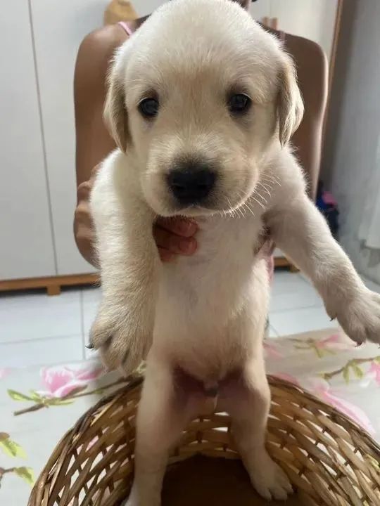 Golden x labrador  - Foto 5