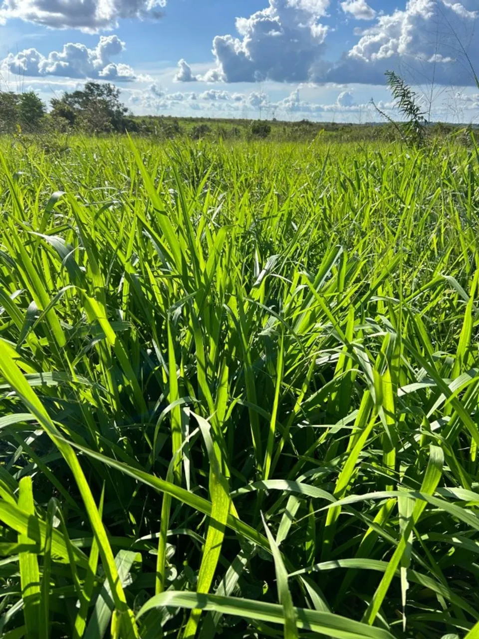 Tenho pasto para 500 (desmamas)