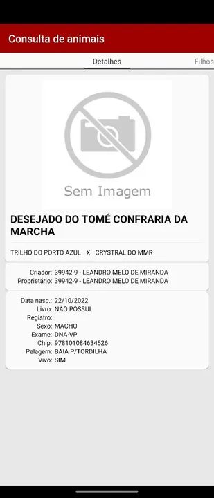 Potro Mangalarga Marchador  - Foto 5