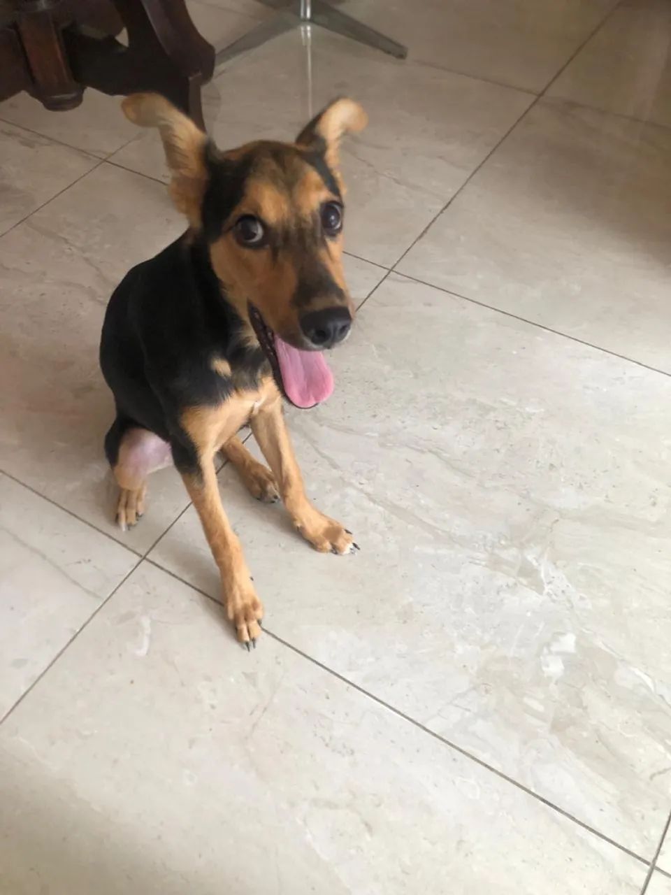 Cadelinha Amora disponível para adoção - Foto 4