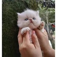 gatos persa com contrato e cnpj