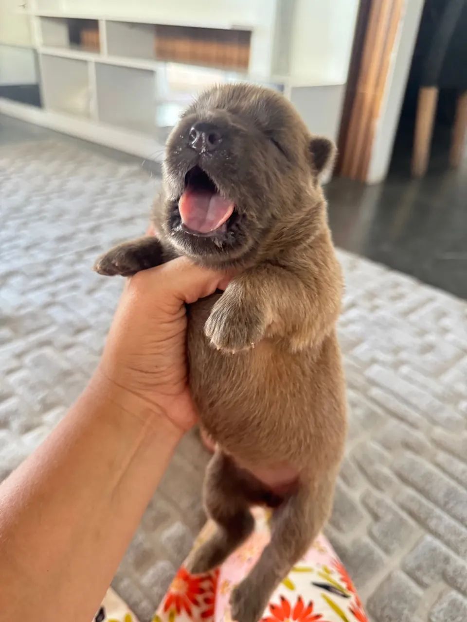 Filhote de Chow Chow puro  - Foto 2