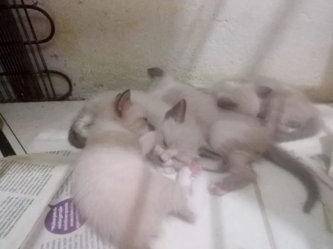 Doação gatos carinhosos ? 