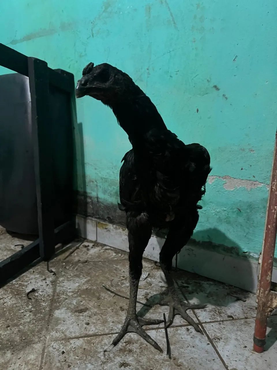 Índio urubu- índio gigante urubu  - Foto 3