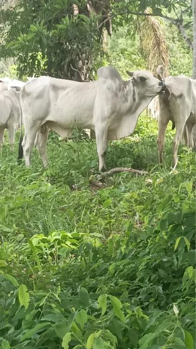 Touros P O registrados  - Foto 3