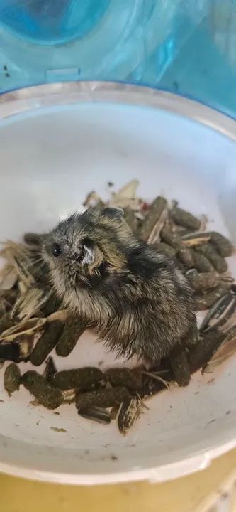 Hamsters - Filhotes e Adultos 