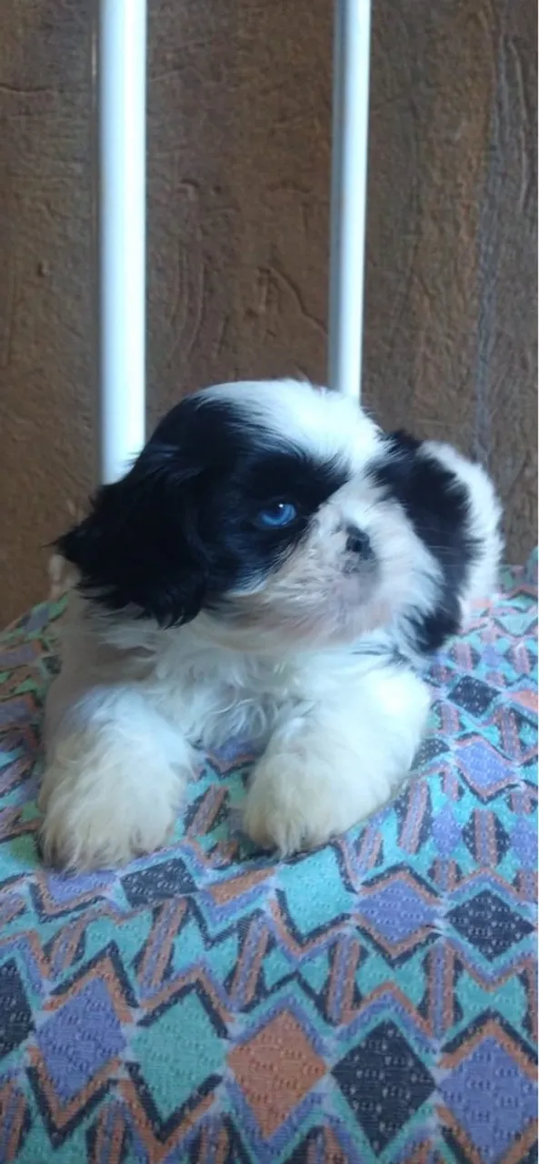 Filhote Shih Tzu Mini