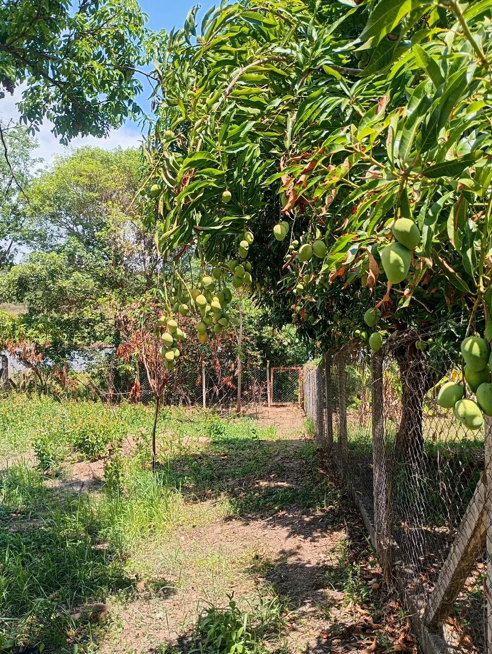 Chácara beira d'água, próximo Tupaciguara  - Foto 4
