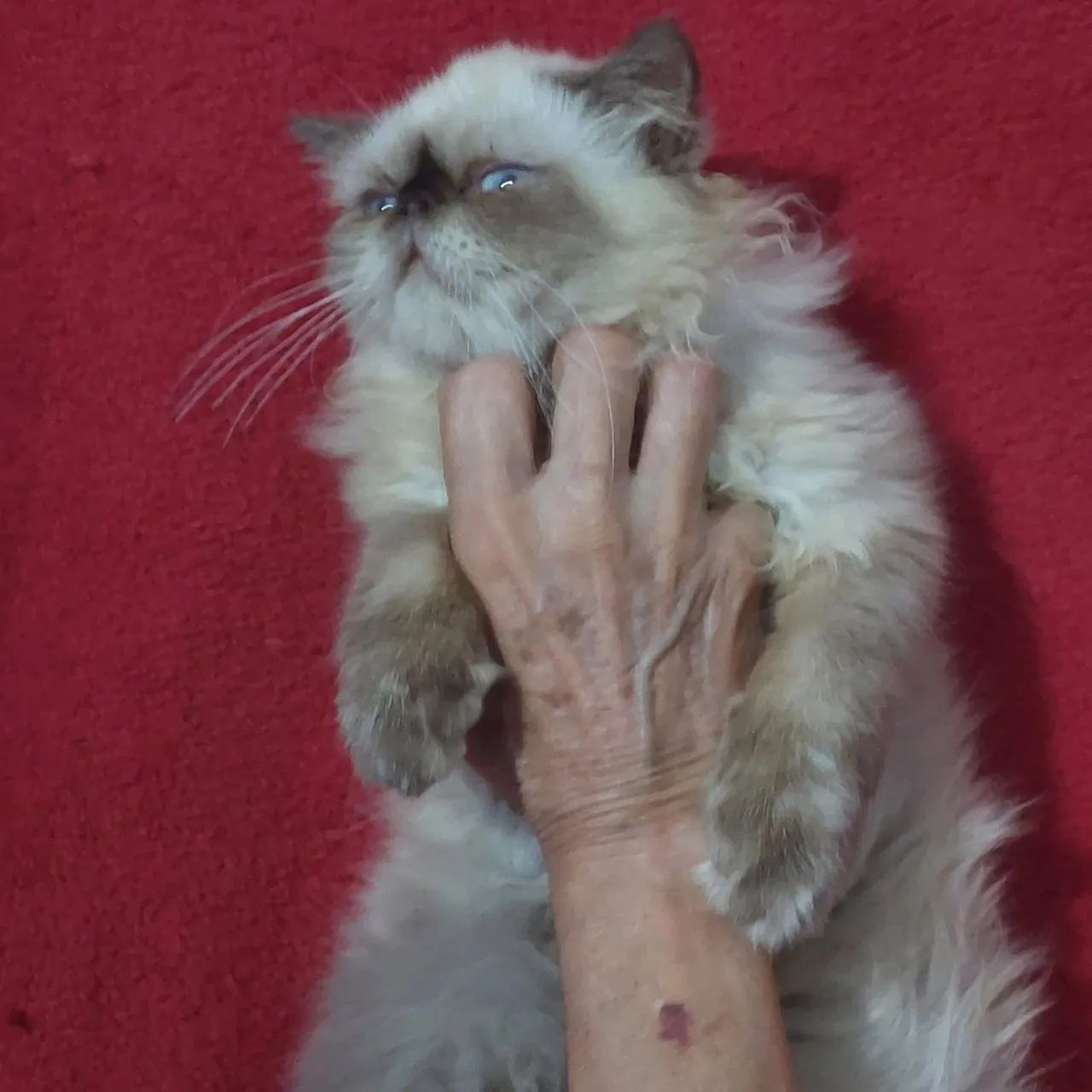 Persa macho com 4 mês com todas as vacinas  - Foto 3