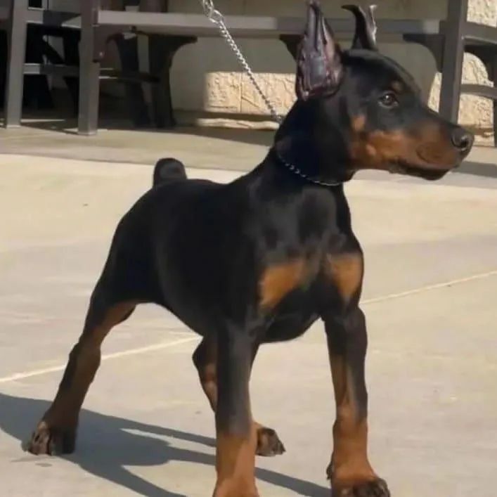 Doberman filhote disponível 