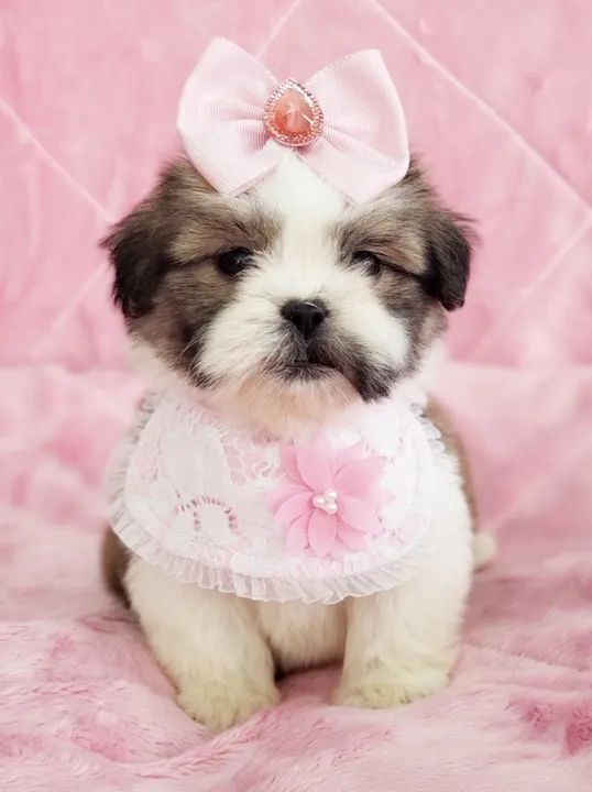 Shihtzu fêmea disponível - Foto 4