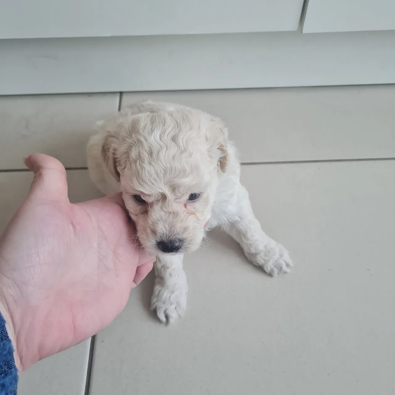 Filhote de Poodle