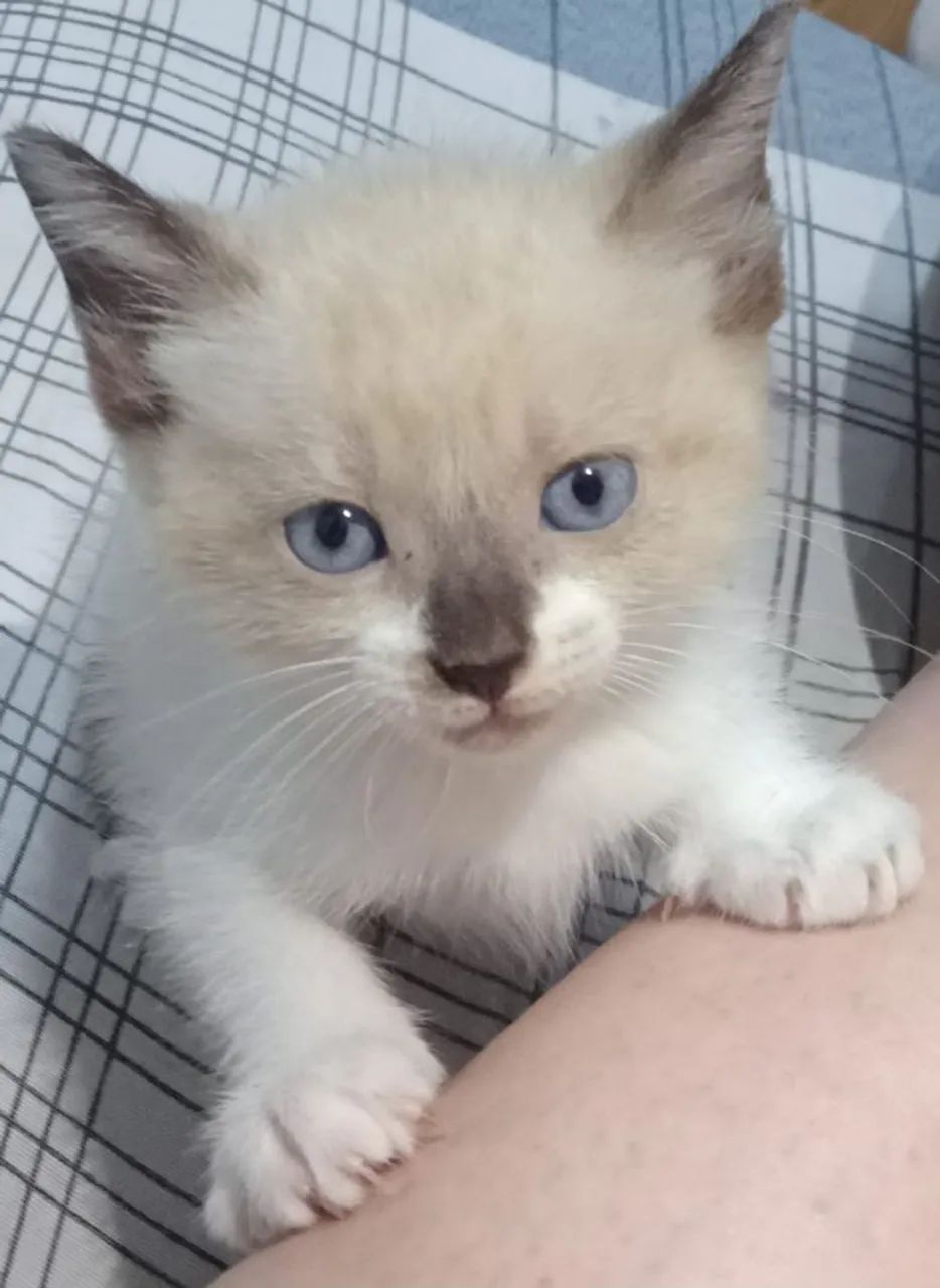 Filhotes de Siamês com British shorthair! - Foto 6