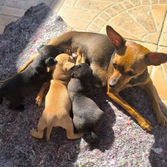 Filhotes de Pinscher Macho à Venda - Excelente Oportunidade