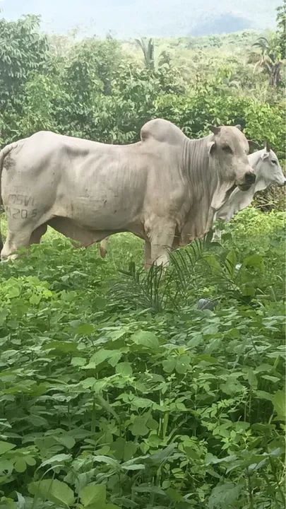 Touros P O registrados  - Foto 4