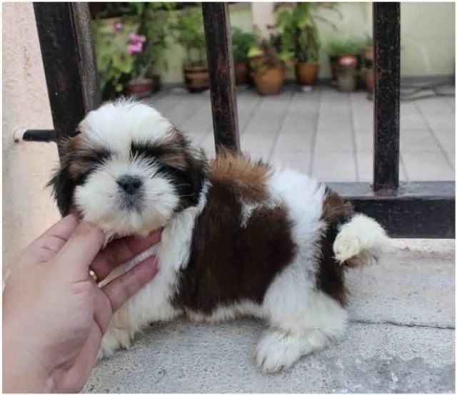 Shih tzu Entregamos no conforto do seu lar - Foto 2