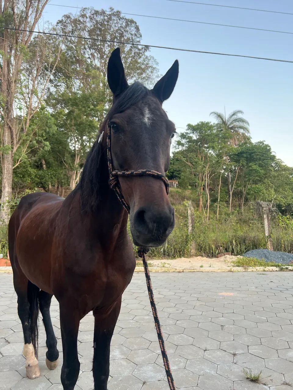 Cavalo registrado, mangalarga marchador - Foto 3