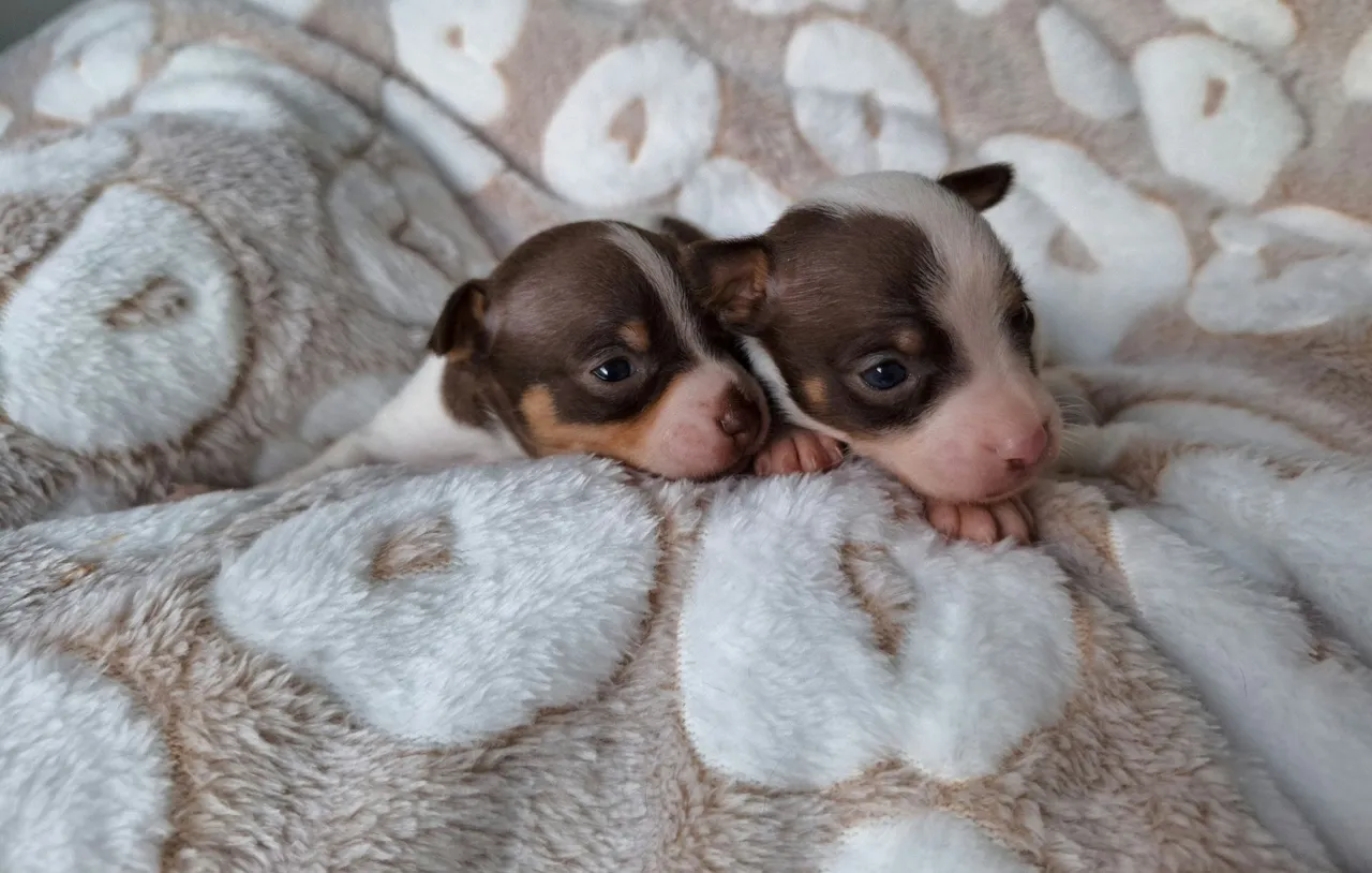 Filhotes de Pinscher N0