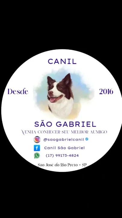 Border collie (atendemos com horário marcado) - Foto 2
