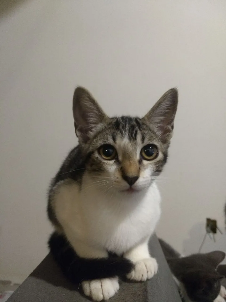 Gato Fêmea Castrada para adoção