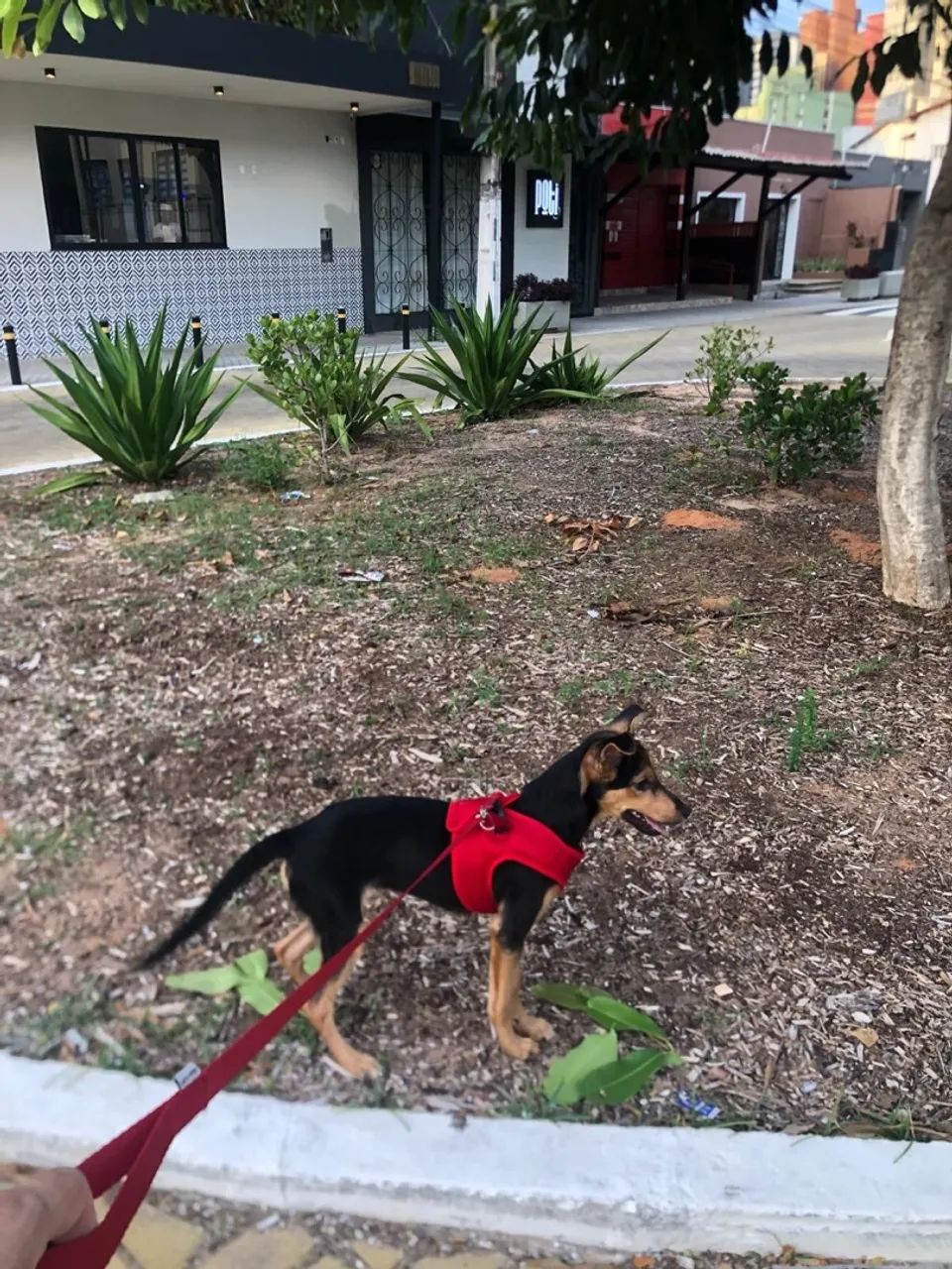 Cadelinha Amora disponível para adoção - Foto 3