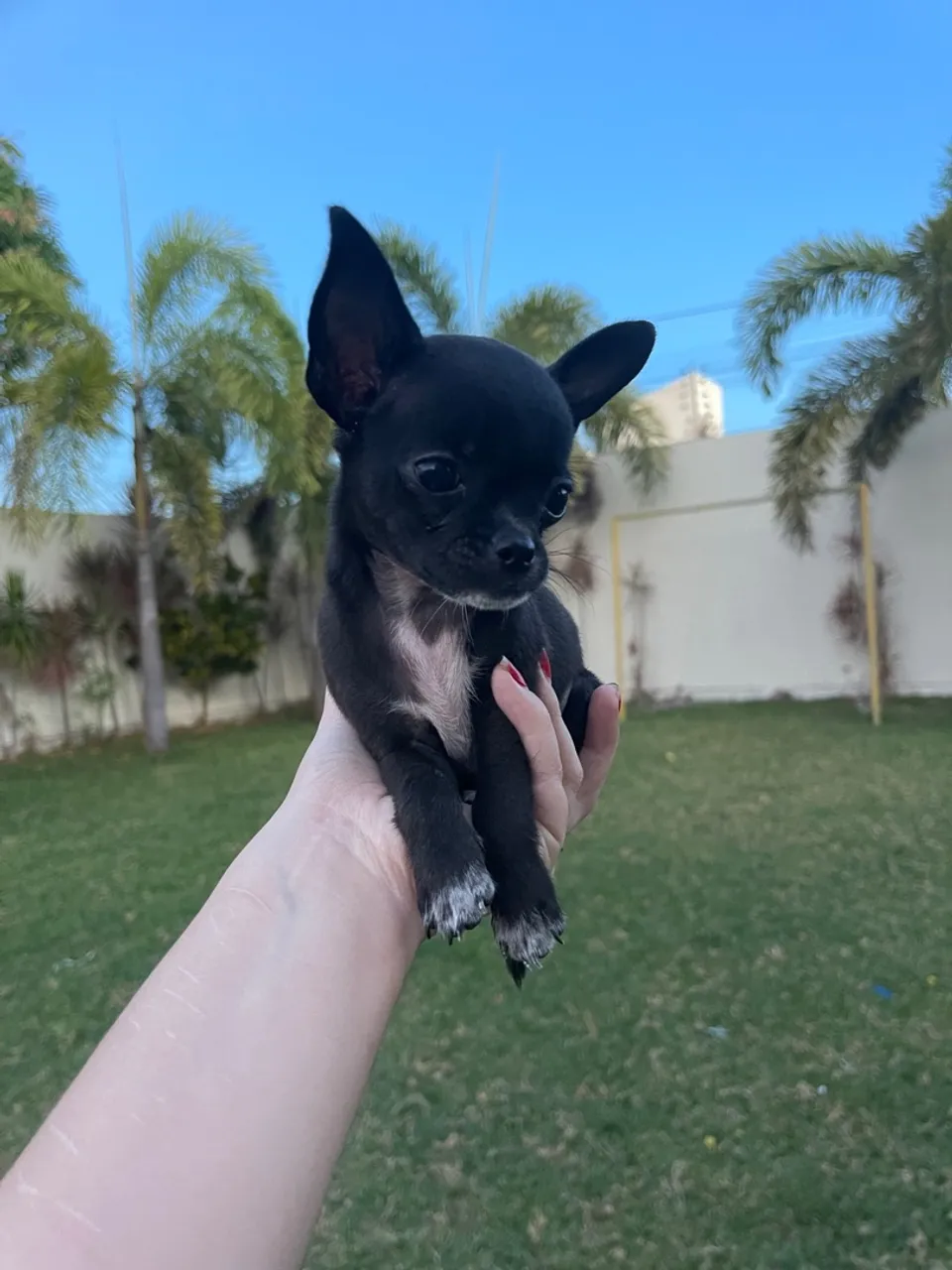 Filhote Chihuahua macho 