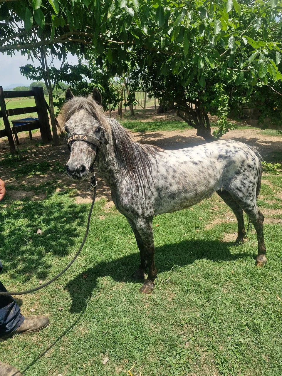 Mini ponei apalosa - Foto 3