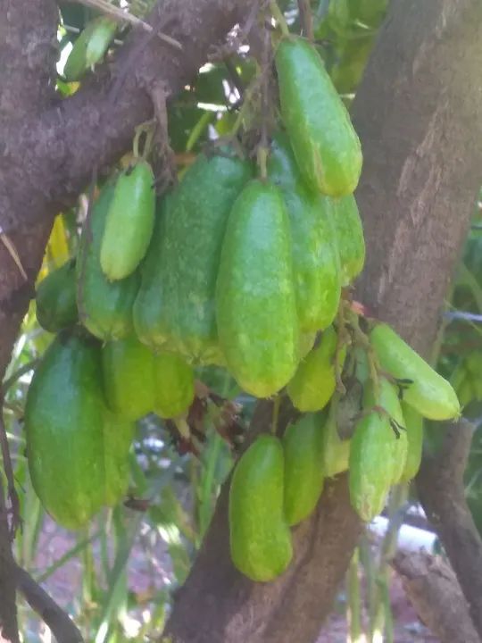 Plantas de Carambola - Produção Rural