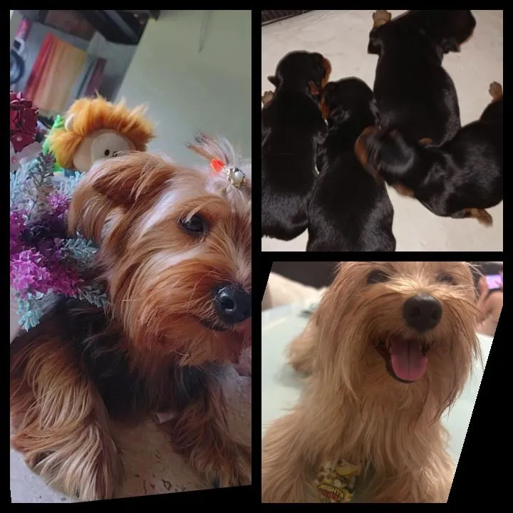 Yorkshire Terrier - Filhotes para vender