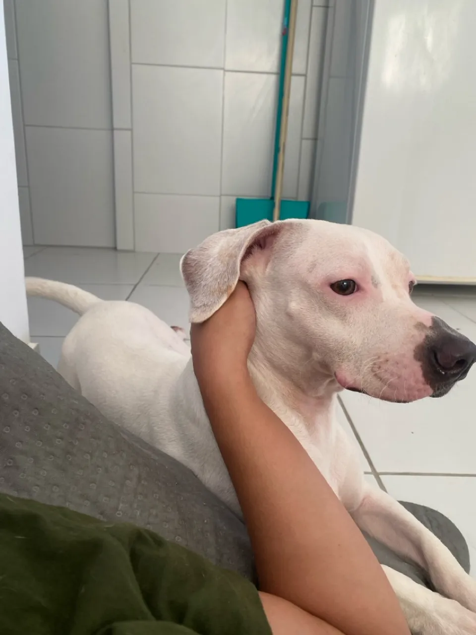 CACHORRO PARA ADOÇÃO 