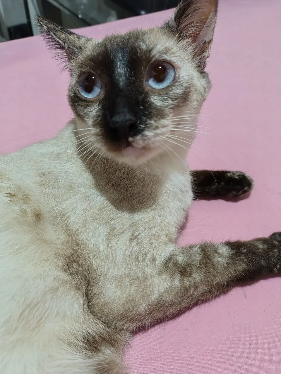 Gatinho Siamês místiça para adoção