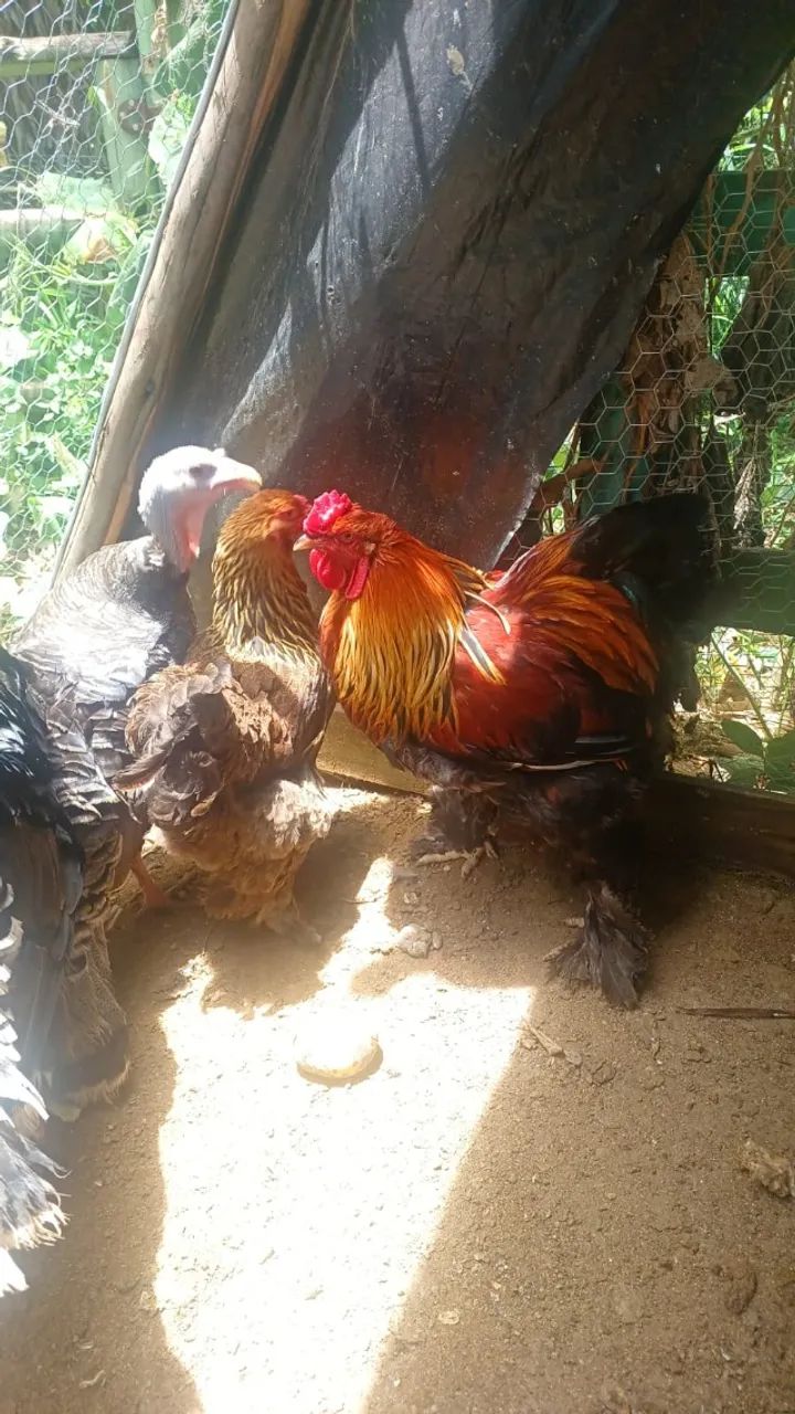 Casal Galinha Brahma perdiz