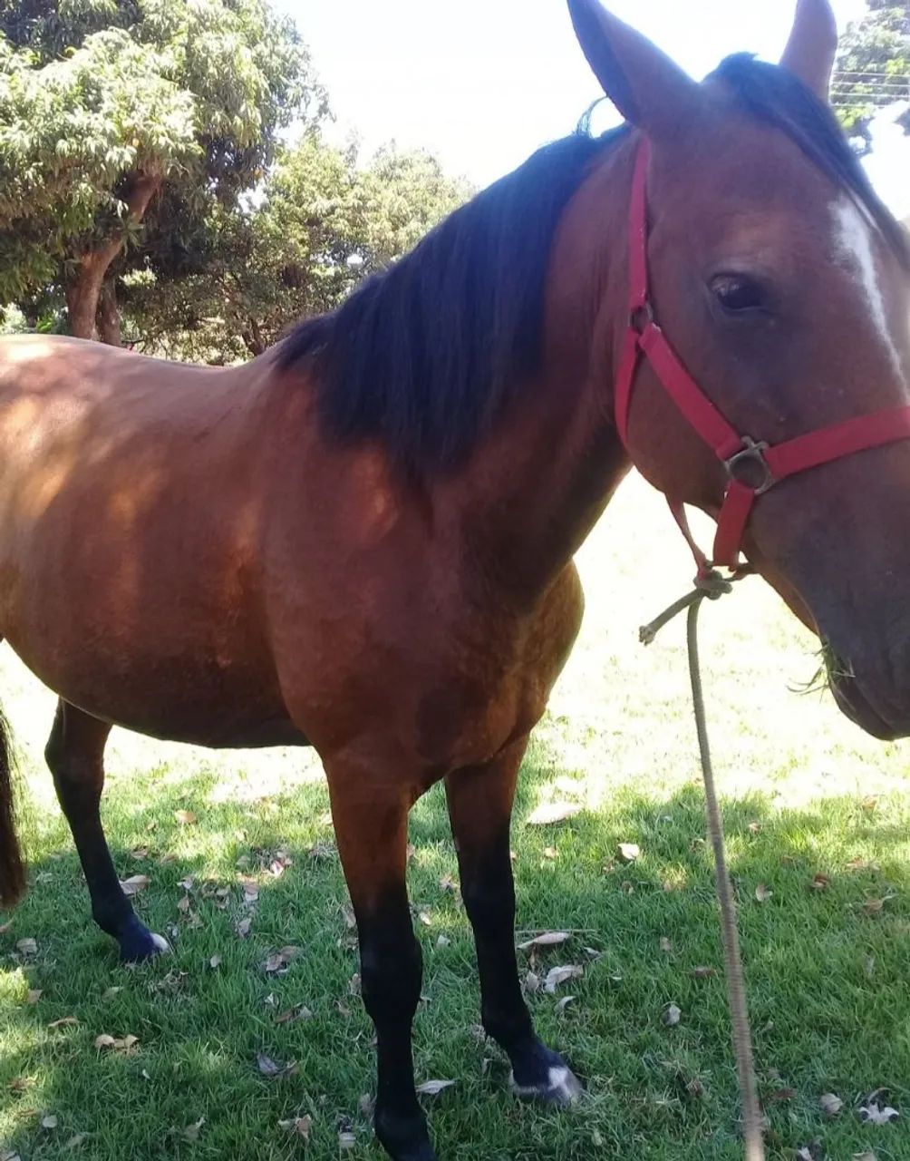 Vendo 2 cavalo e 1 sela  - Foto 5