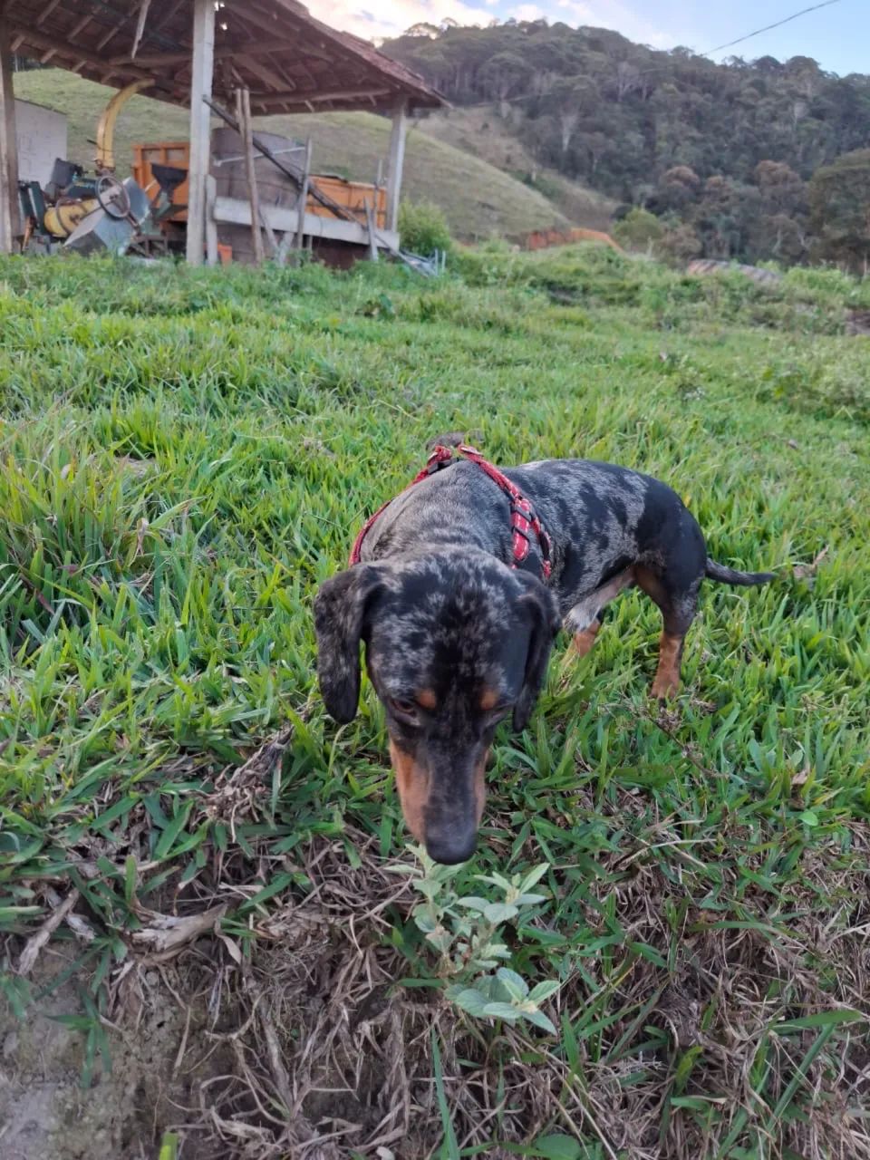 Filhote de salsinha  - Foto 5