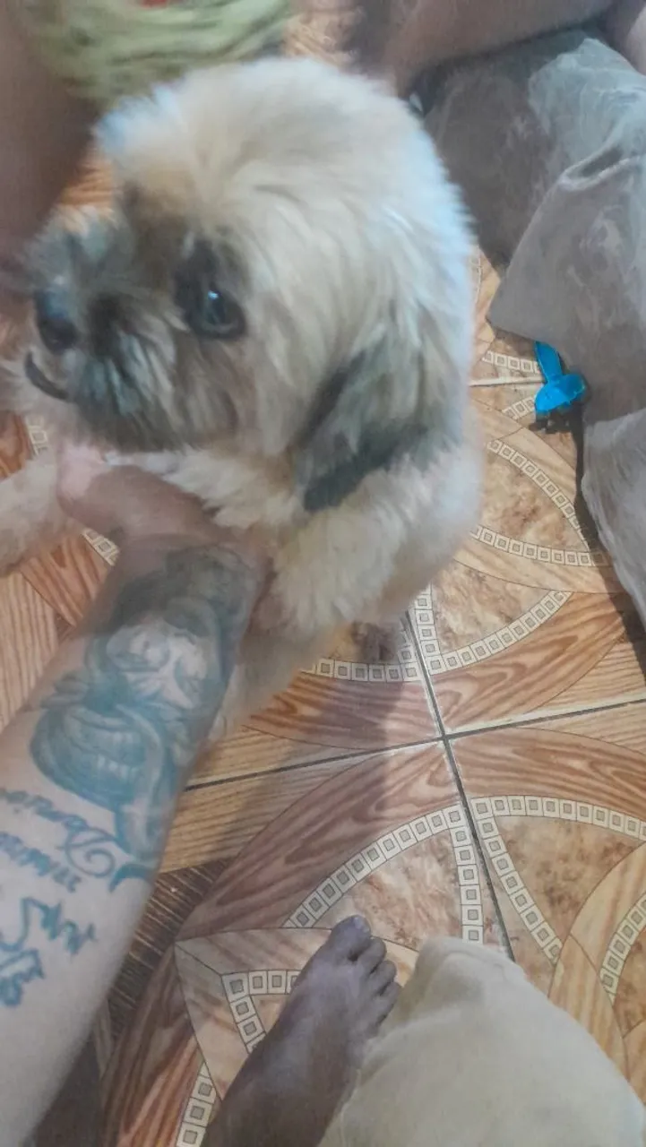 Shih Tzu fêmea pra vender logo