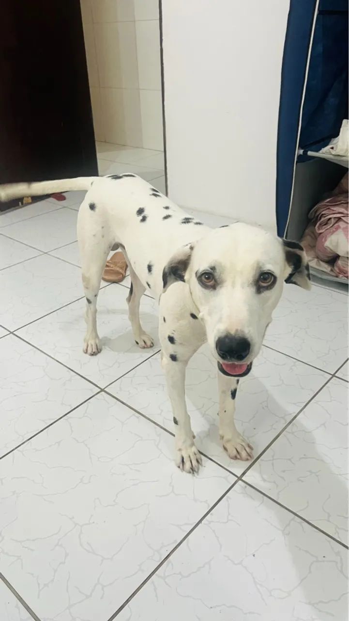 Dálmata puro para adoção - Foto 4