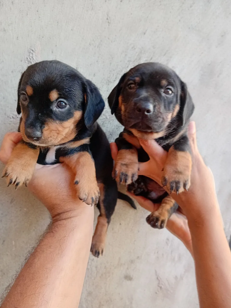 Teckel salsicha cruzado com buldogue francês filhotes 350 cada .