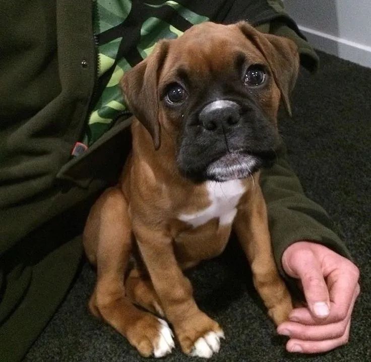 Filhote de boxer ! Dono <>