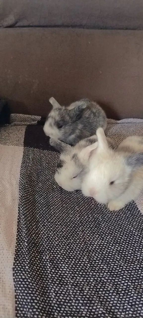 Filhotes mini lop - Foto 4
