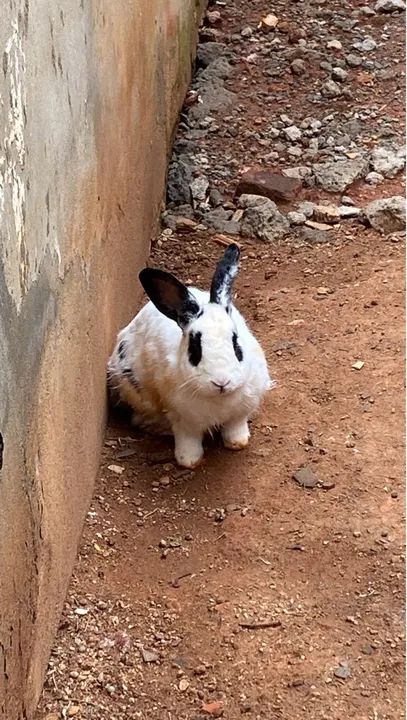 Coelho adulto macho  - Foto 3