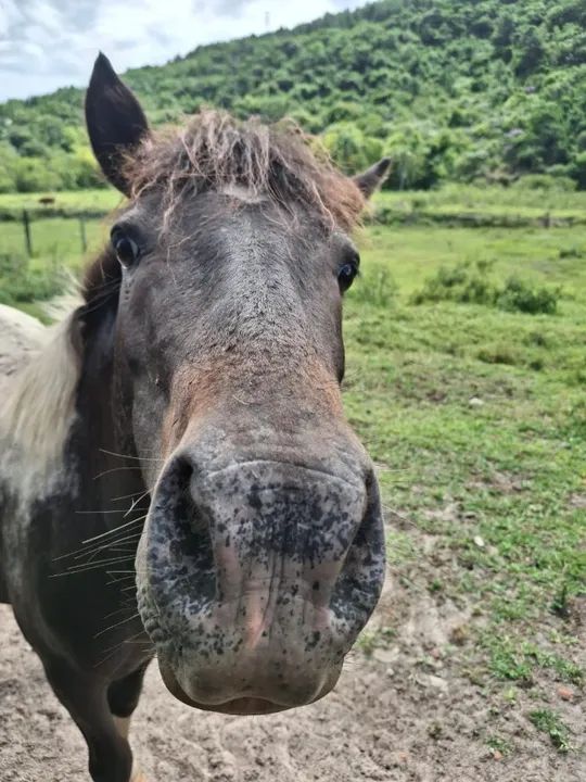 VENDO PÔNEI - R$ 2.000,00