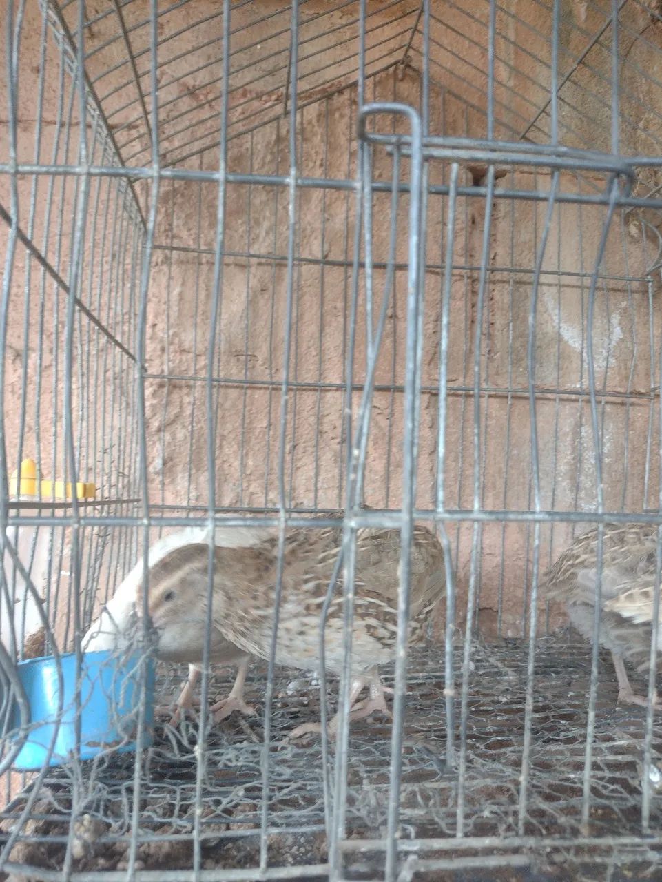 Codornas 64304356285570120