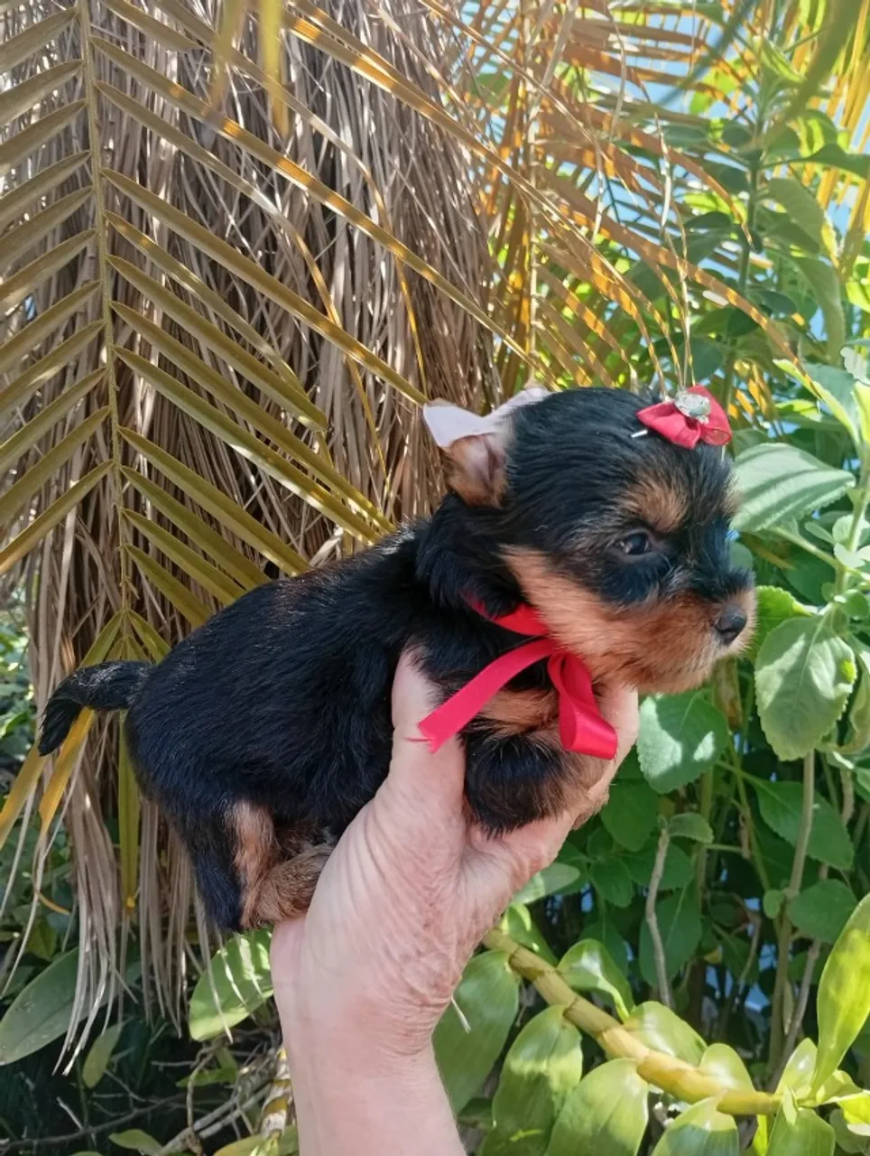 Fofuras de Yorkshire Para Adoçar Sua Vida!