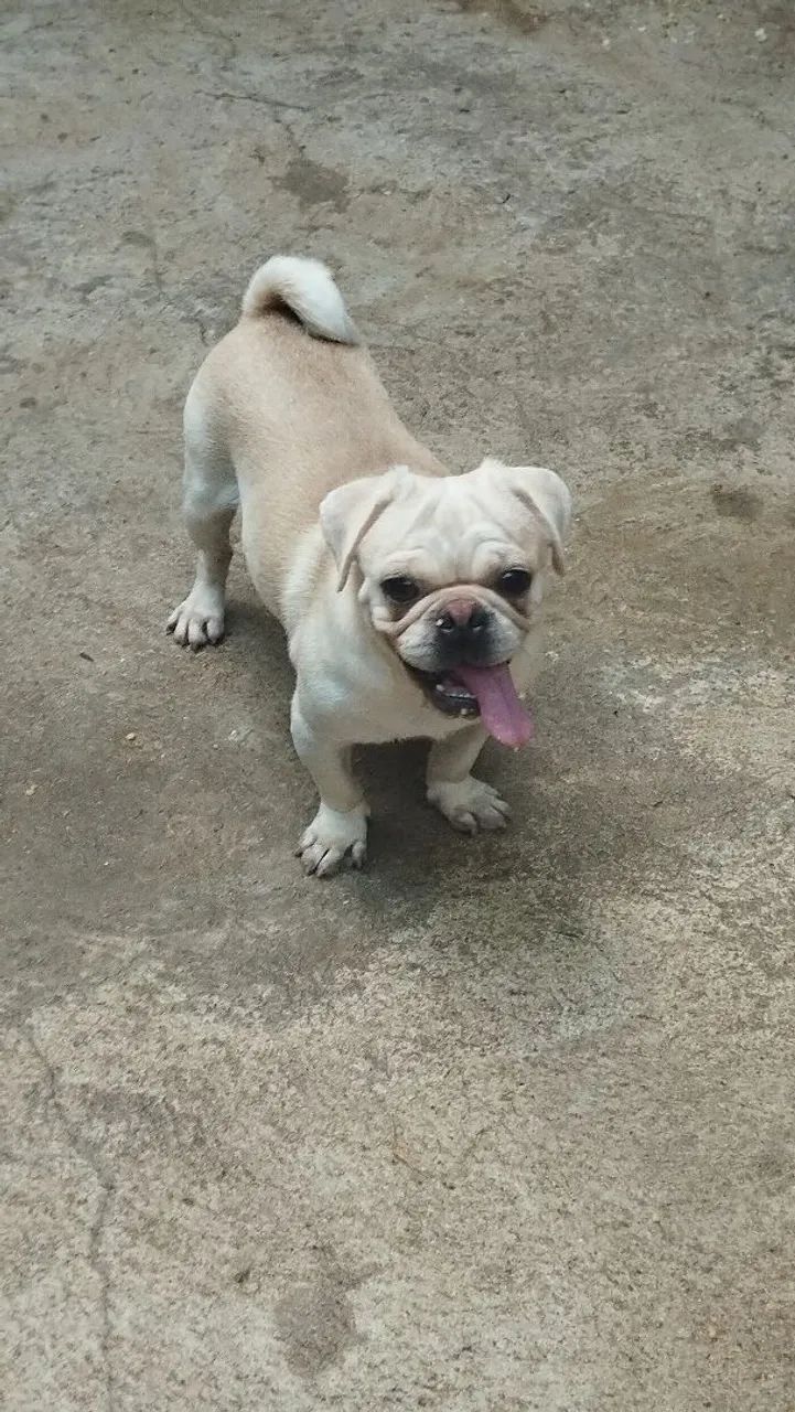 pug branco. Pelagem rara  - Foto 5