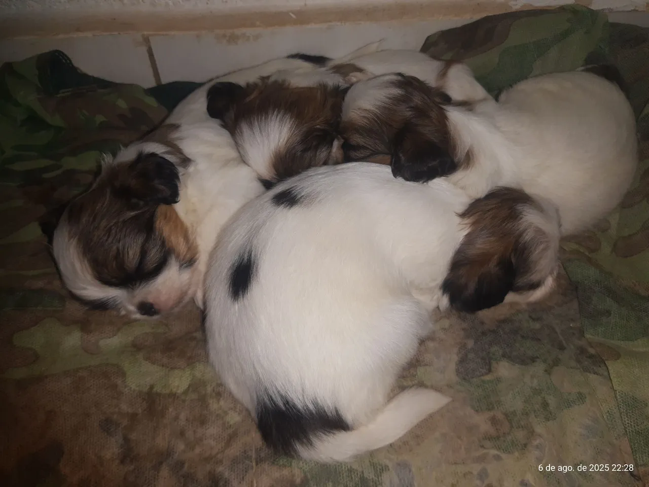 Filhotes de Shih Tzu para adoção