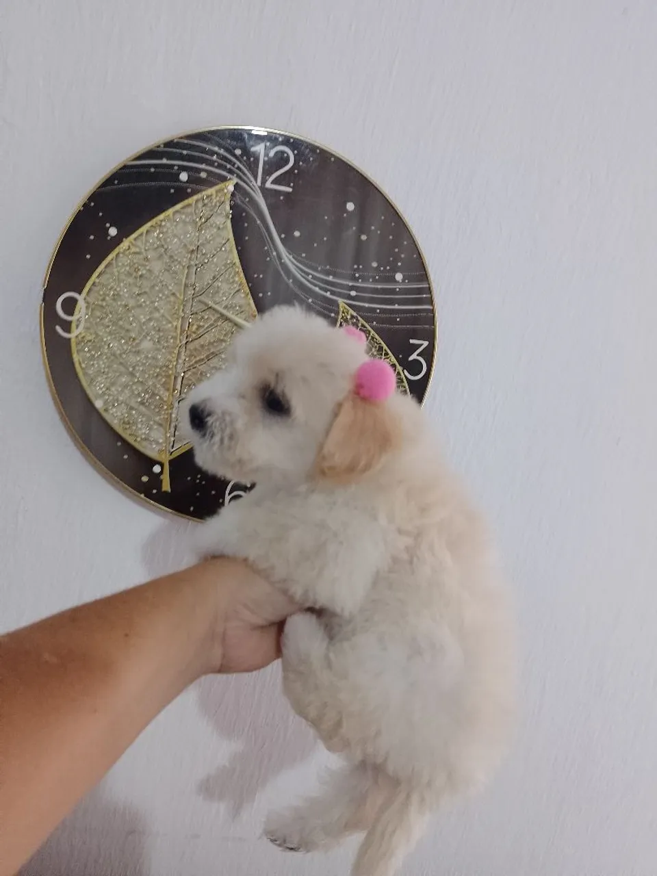 Filhote fofo de Poodle disponível!