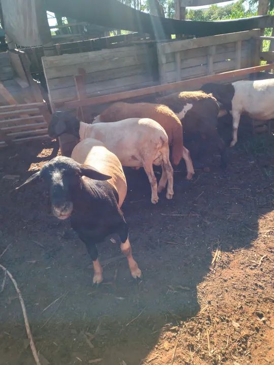 Carneiros para venda - Foto 3