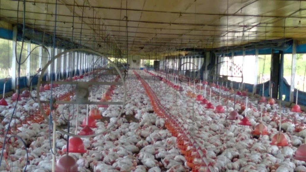 Galinheiro industrial completo - Foto 2