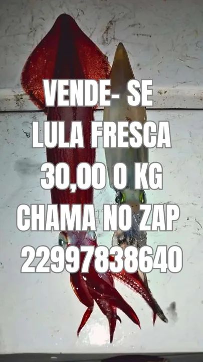 LULA FRESCA   (LEIA A DISCRIÇÃO) - Foto 3