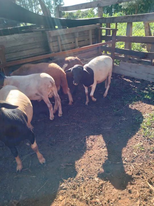 Carneiros para venda - Foto 4